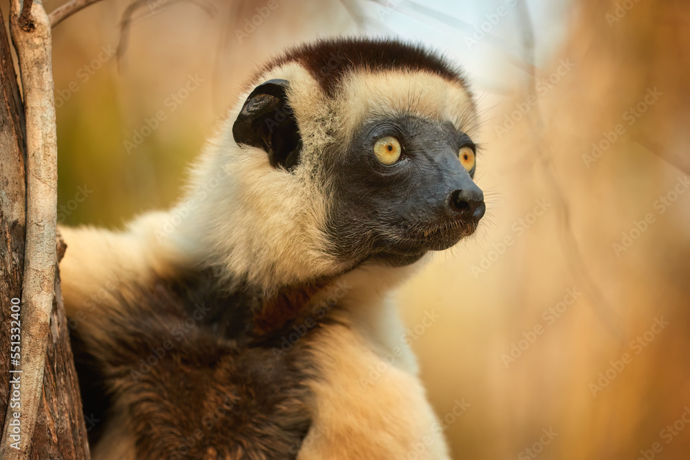 Obraz premium Profile portrait, Verreaux's sifaka, Propithecus verreauxi. A cream-coloured lemur with a brown head in a dry forest illuminated by sunset in Kirindy Park, Madagascar. Shades of gold and brown colors.