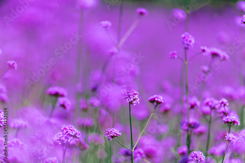 Beautiful purple verbena flowers blooming in the garden.