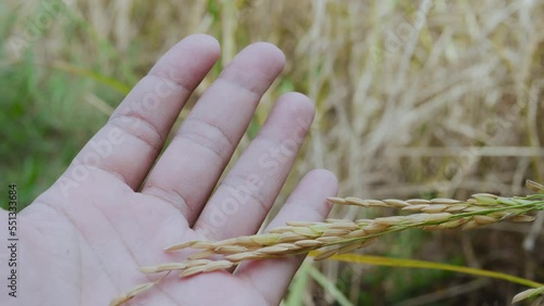 Close up farmer's hand inspected jasmin rice Thailand.