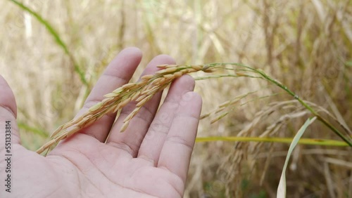 hand holding rice for inspected. Thai Jasmin rice.