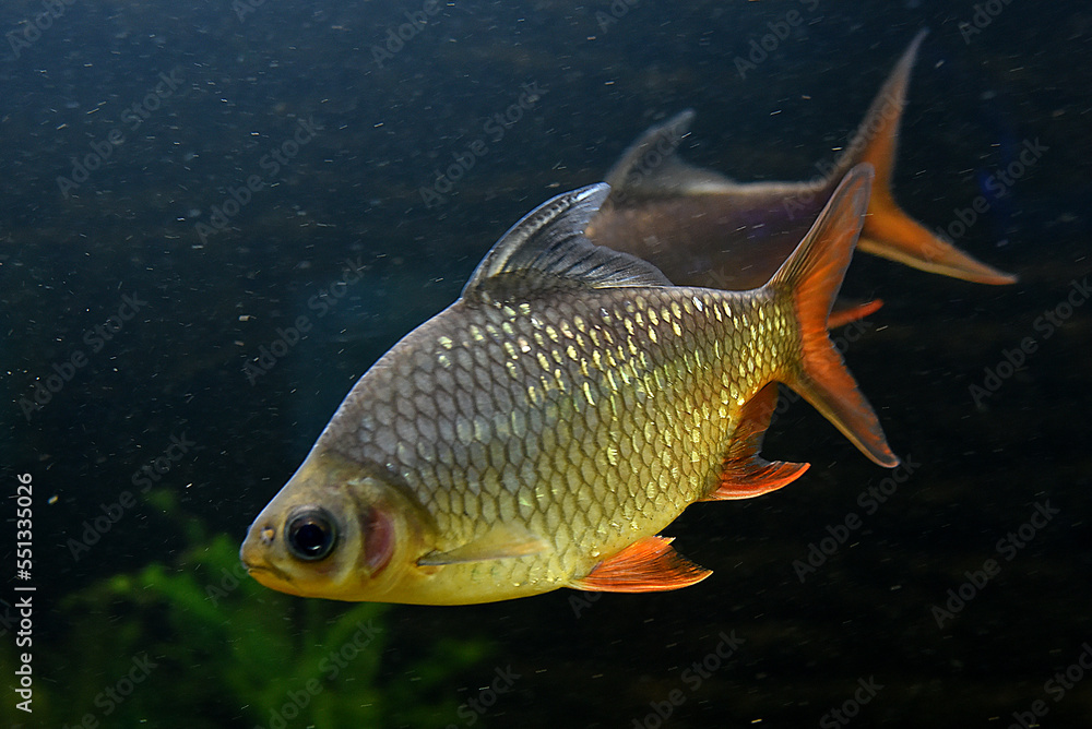 tropische Fische tropische Fische