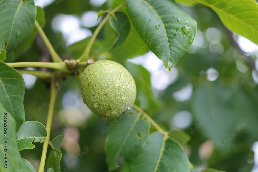 Raindrops on walnut fruits that have been hit by rain Raindrops on walnut fruits that have been hit by rain