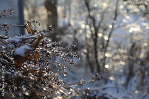 the icy shrub sparkles in the sun like crystal