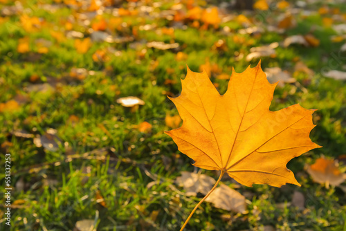 Beautiful autumn leaf on sunny day