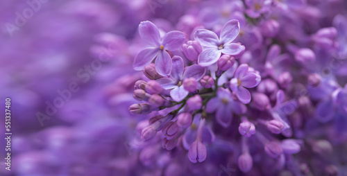 fioletowe kwiaty bzu kwitnące w ogrodzie jako baner, fioletowe tło, purple lilacs