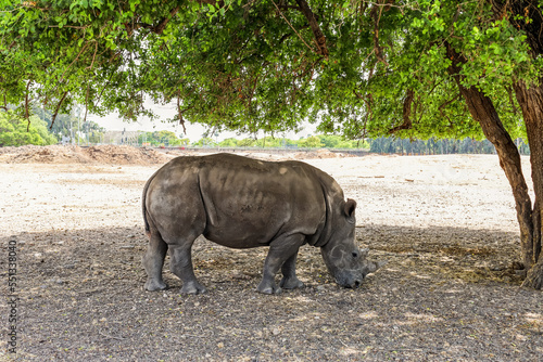 White rhinoceros in safari ...