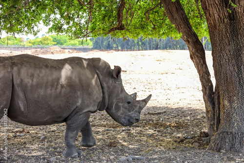White rhinoceros in safari ...