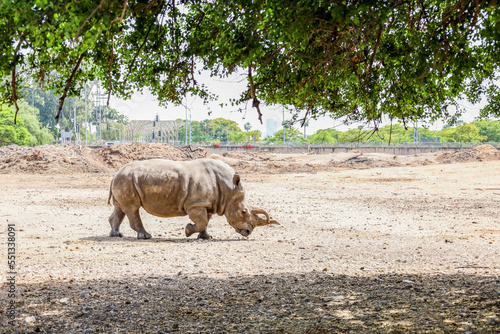 White rhinoceros in safari ...