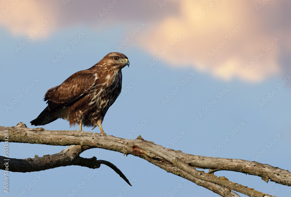 Wild common buzzard (Buteo buteo) perched on a tree at sunset. Beautiful bird of prey standing on a branch with cloudy blue sky background. Symbol of freedom and power. Laguna de la Nava, Spain. Wild common buzzard (Buteo buteo) perched on a tree at sunset. Beautiful bird of prey standing on a branch with cloudy blue sky background. Symbol of freedom and power. Laguna de la Nava, Spain.