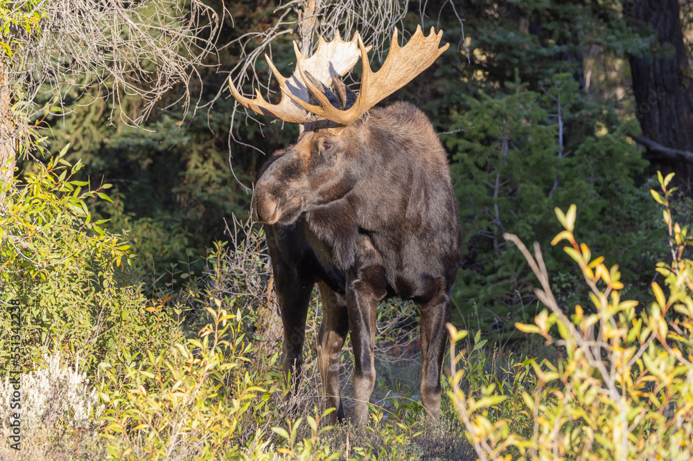 Bull Moose in Autumn in Grand Teton National Park Wyoming