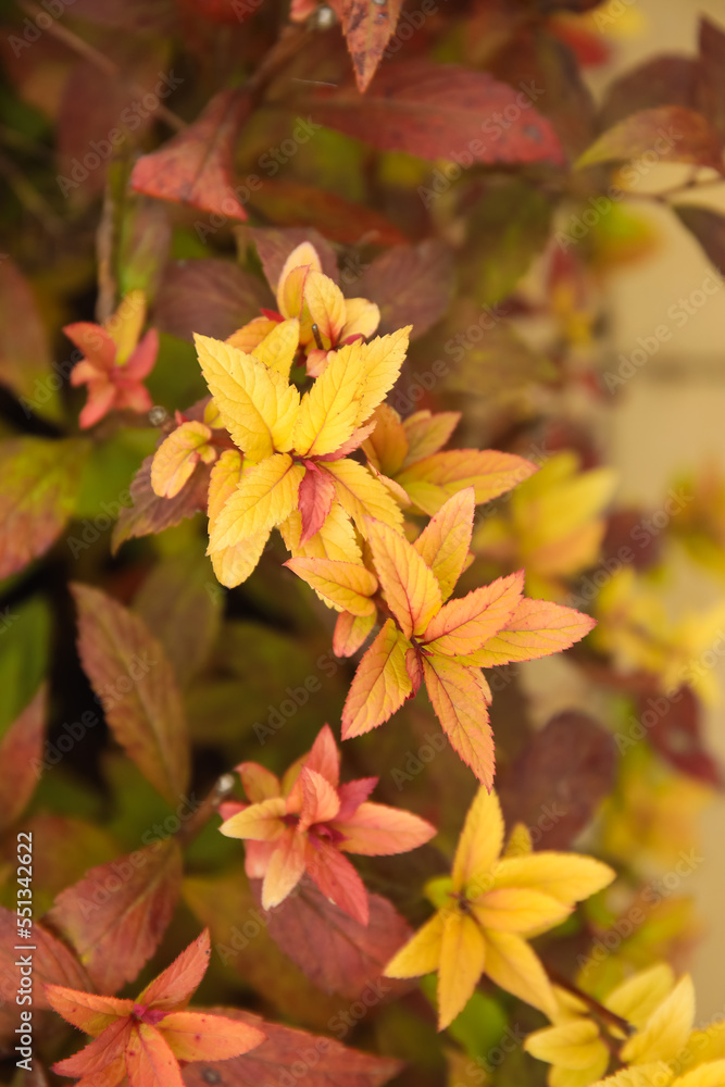 Bush with yellow leaves in autumn park, closeup Bush with yellow leaves in autumn park, closeup