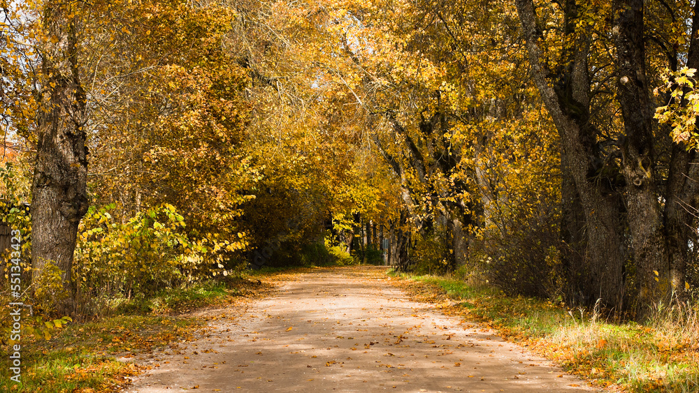 Fototapeta premium rural road in autumn,autumn landscape in the photo, an alley of trees with crumbling leaves