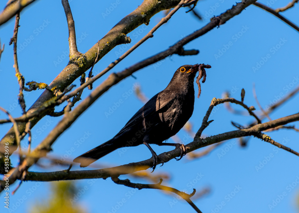 black thrush in spring. a black thrush has an earthworm in its mouth. black thrush in spring. a black thrush has an earthworm in its mouth.