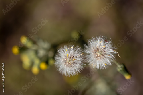 Dandelion  Taraxacum officinale . Blooming dandelion. photo from above