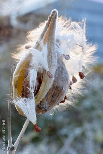 Iced Milkweed Fluff 03 photo