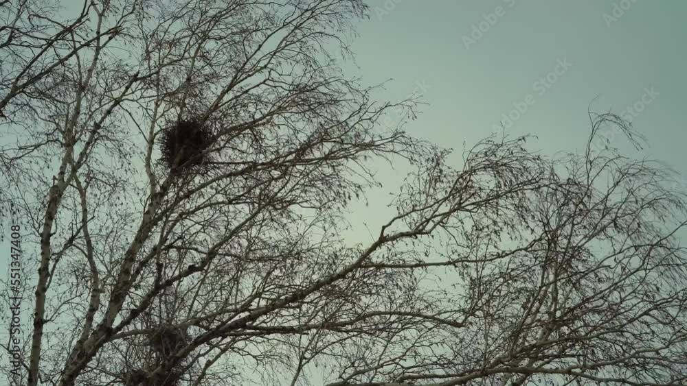 The beginning of spring. Birdhouse high on birch. Black Rooks Birds Build Nests Sunny Day. Crows in nests on tree The beginning of spring. Birdhouse high on birch. Black Rooks Birds Build Nests Sunny Day. Crows in nests on tree