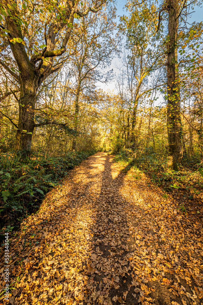 Fototapeta premium Hampshire Autumn