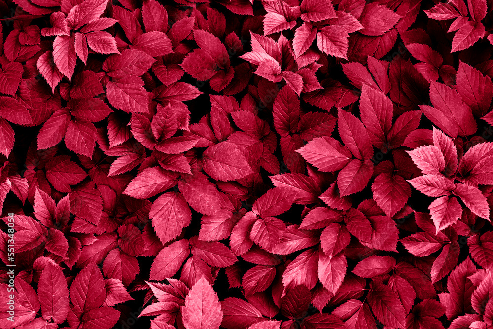 Viva Magenta color of 2023. Leaves pattern background, natural background and wallpaper. Selective focus. Viva Magenta color of 2023. Leaves pattern background, natural background and wallpaper. Selective focus.