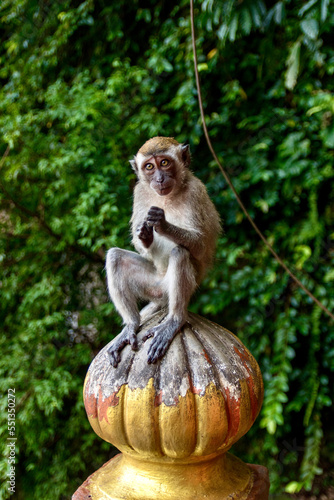 Photography Adorable Macaque Monkey on fencepost at Batu Caves in Kuala Lumpur Malaysia
