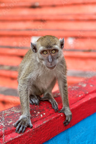 Adorable Macaque Monkey at Batu Caves in Kuala Lumpur Malaysia © Kaitlind