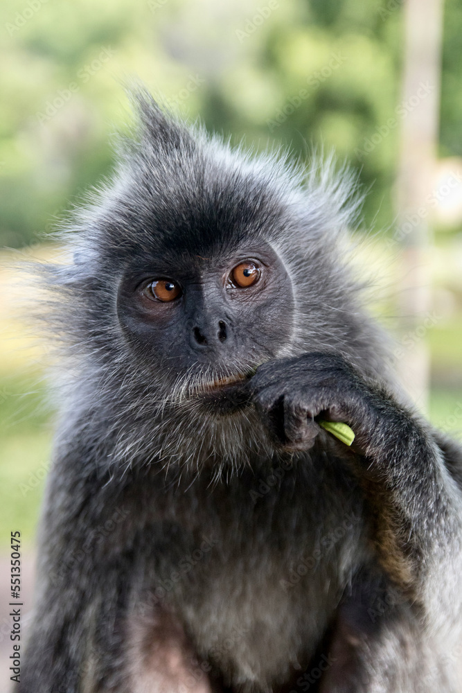 Silvered Langur Monkey in Kuala Selangor Malaysia