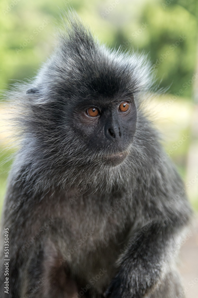 Silvered Langur Monkey in Kuala Selangor Malaysia Silvered Langur Monkey in Kuala Selangor Malaysia