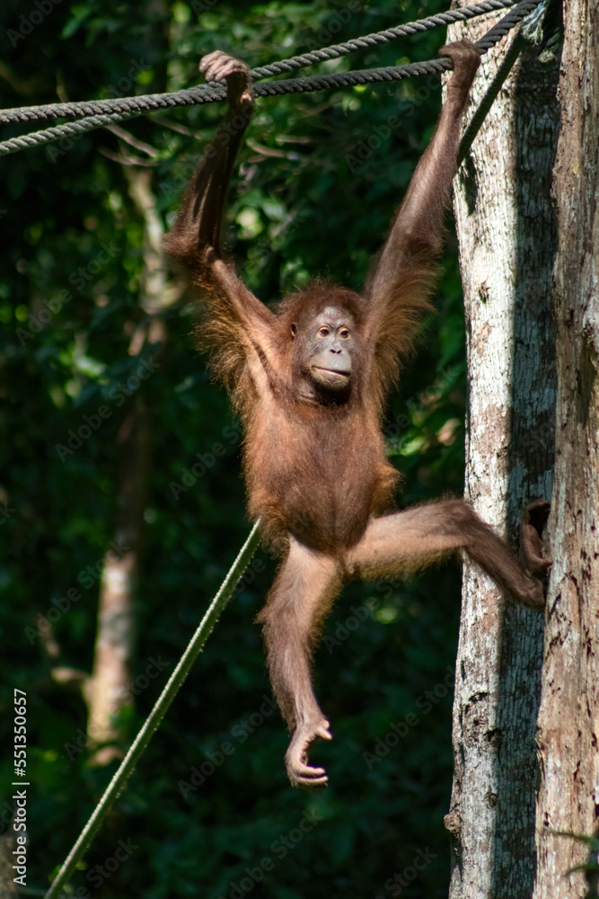 Naklejka premium Orangutan at the Sepilok Orangutan Rehabilitation Center in Borneo
