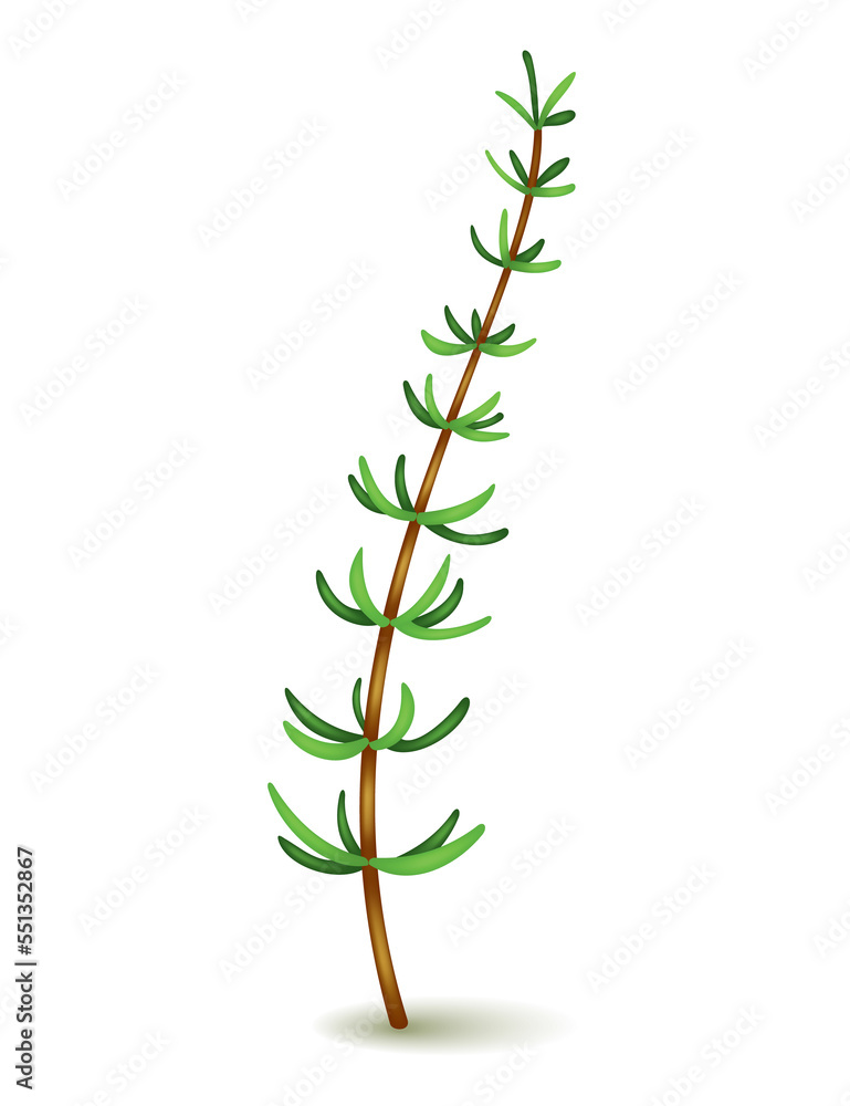 Culinary herb thyme. Popular plant, natural health care. Kitchen herb or spices banner isolated on white background Culinary herb thyme. Popular plant, natural health care. Kitchen herb or spices banner isolated on white background