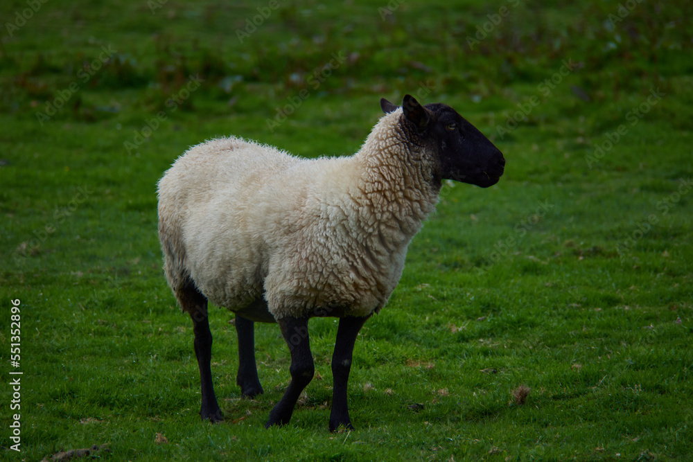 White sheep with black face on green grass White sheep with black face on green grass