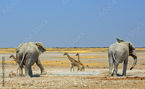 Two Bull elephants at a waterhole with three giraffe walking past - there is a large empty dry savannah in the background