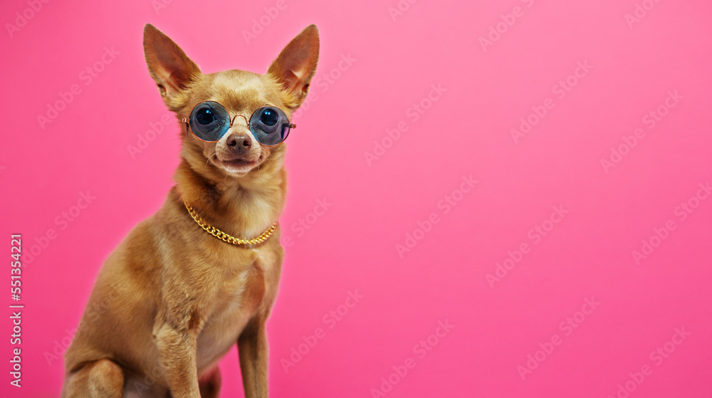 Portrait small dog in gold chain on neck and round sunglasses against pink background.