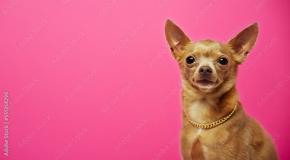 Portrait small dog in gold chain on neck against pink background.