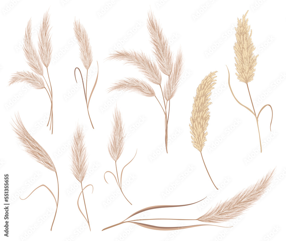 Pampas grass branches collection. Dry feathery