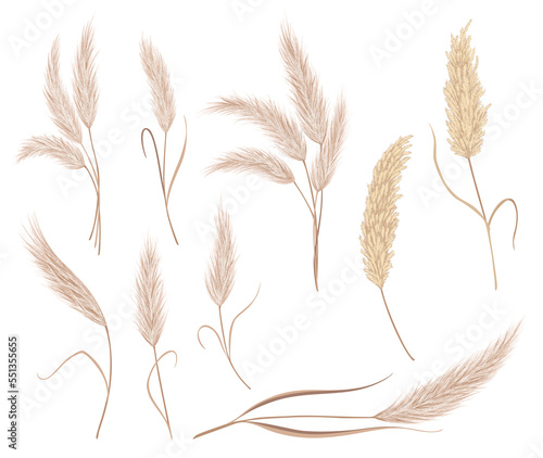 Pampas grass branches collection. Dry feathery head plumes, used in flower arrangements, ornamental, interior decoration, fabric print, wallpaper, wedding card. Golden ornament element in boho style