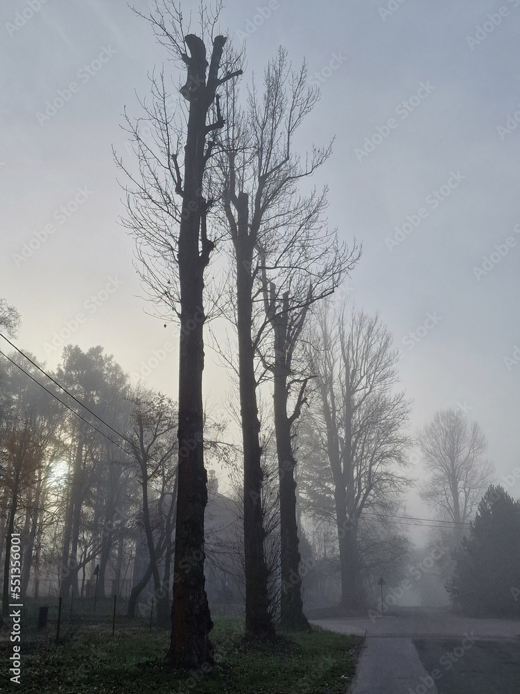 Fototapeta premium Street near Julianowskiego Park on a foggy autumn morning, Lodz, Poland