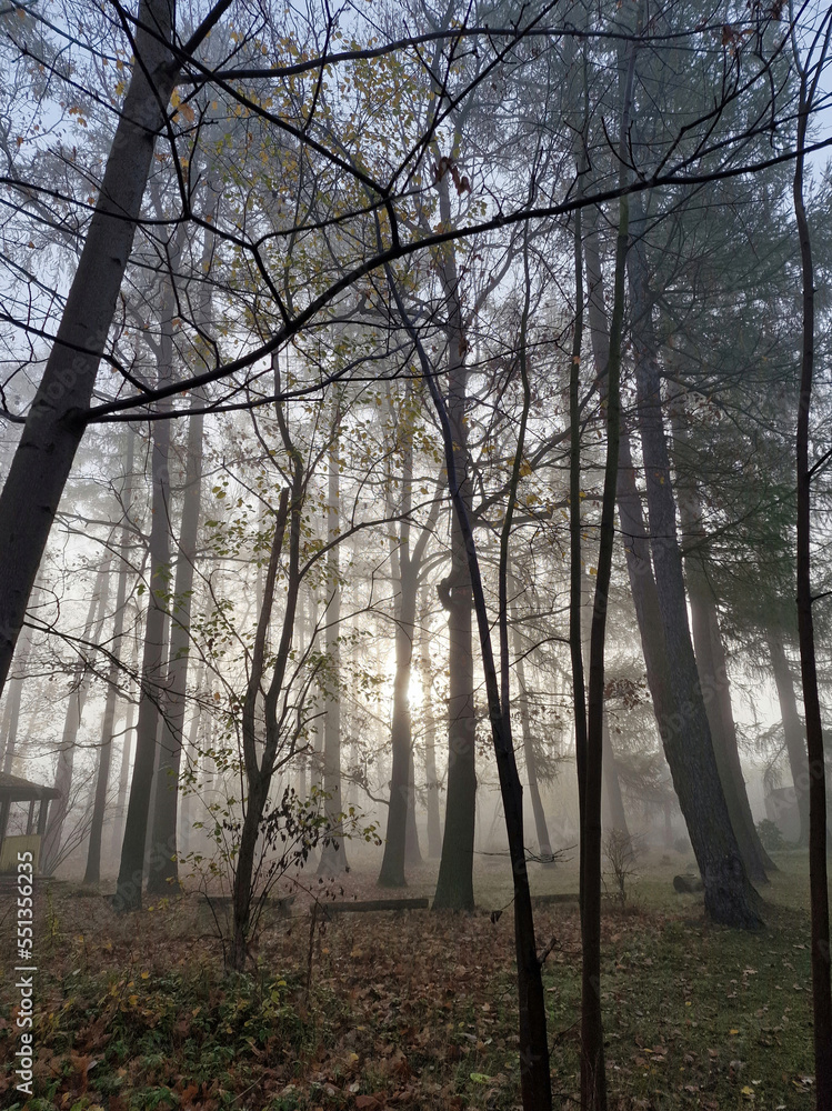 The rising sun in a foggy autumn morning in the Julianowski Park, Lodz, Poland.