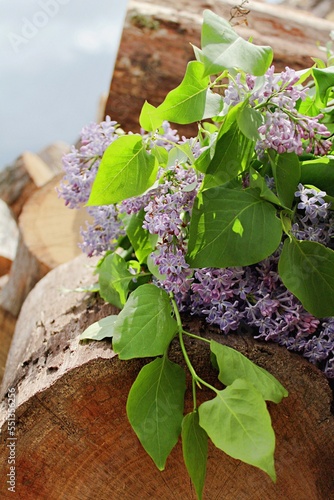 Lilac bush lies on wood against the sky