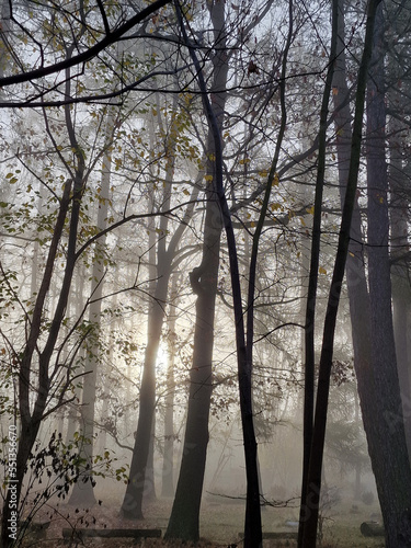 The rising sun in a foggy autumn morning in the Julianowski Park, Lodz, Poland. photo