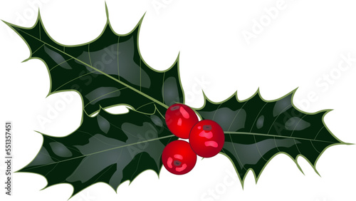 Vector Christmas holly with red berries on isolated white background