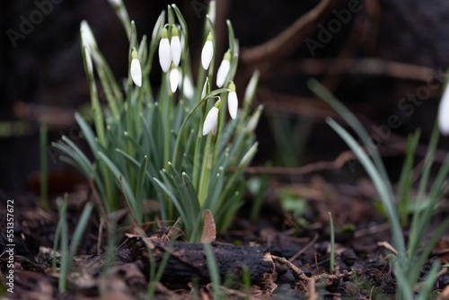 Blooming snowdrops in spring. The first flowers  signs of spring. White flowers  snowdrops against the damp ground.