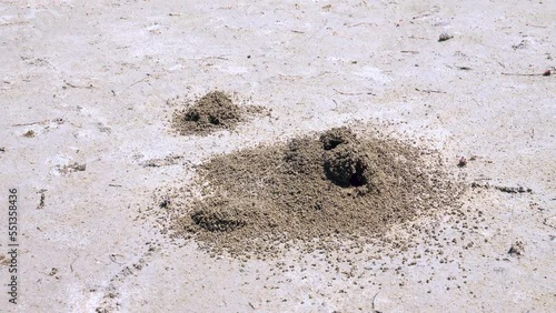 Ants build anthills on salt marsh in form of earthen tower because salt water under crust of soil. Possyble nomadic Myrmica limanica or driver ants builds such craters near exit. North Black Sea photo