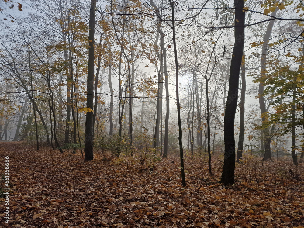 The rising sun in a foggy autumn morning in the Julianowski Park, Lodz, Poland.