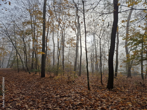 The rising sun in a foggy autumn morning in the Julianowski Park, Lodz, Poland.