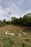 Weiße Ziegen