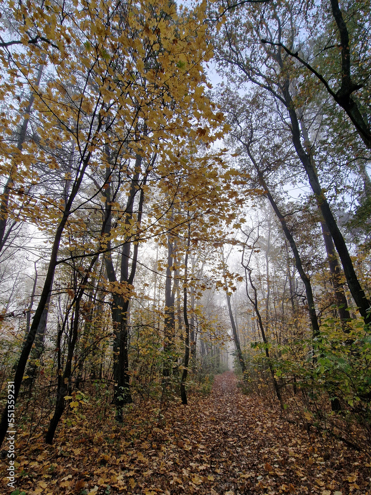 Obraz premium The rising sun in a foggy autumn morning in the Julianowski Park, Lodz, Poland.