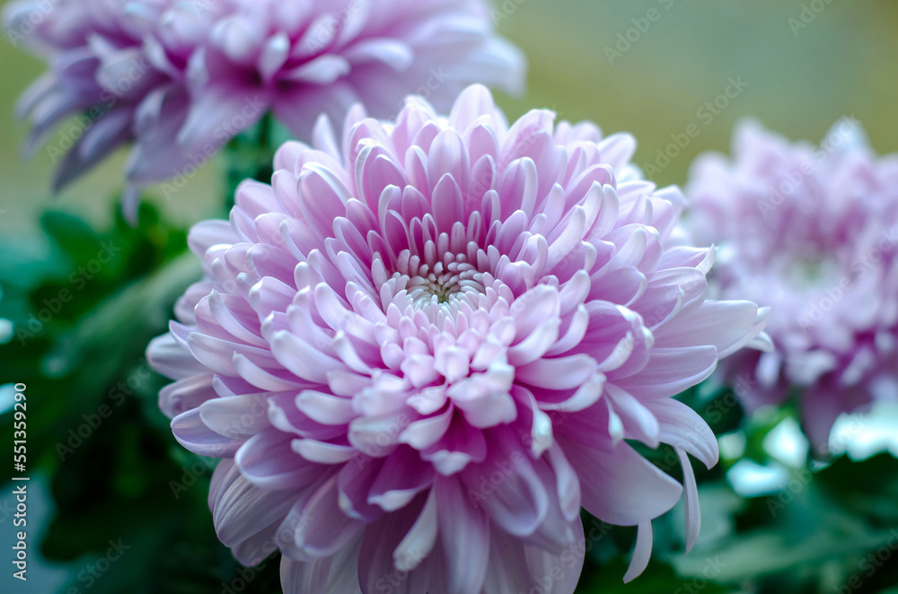 chrysanthemum close-up chrysanthemum close-up