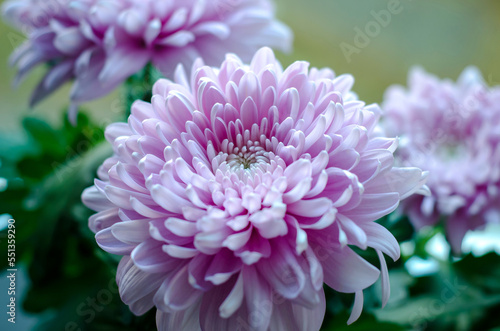 chrysanthemum close-up