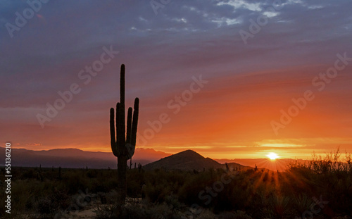 Silhouette Of Saguaro Cactus At Sunrise In Scottsdale AZ