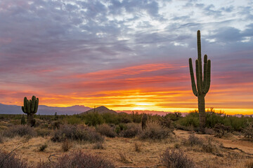 Fototapete Arizona Saguaro Kaktus im Sonnenaufgang  © Ray Redstone