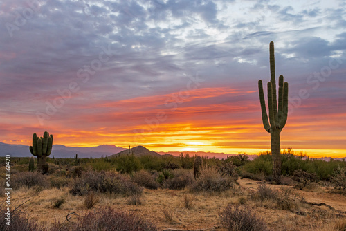 Desert Landscape With Saguaro Cactus At Sunrise Time In Arizona